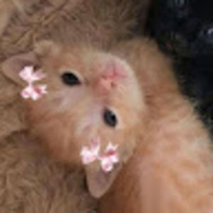 Meet your Posher, Tai